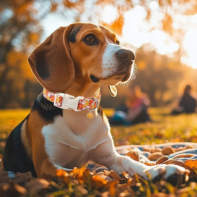 Fall Dog Collar Vintage Daisy Puppy Collar - Hippie Flower Dog Collars Light Comfortable Adjustable Pet Collars for Small Medium Large Girl Boy Dogs M