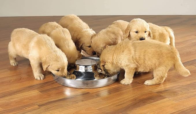 Stainless Steel Puppy Kitten Dish Whelping Weaning Dishes Feeder 11.8 Inch (2 Pack)