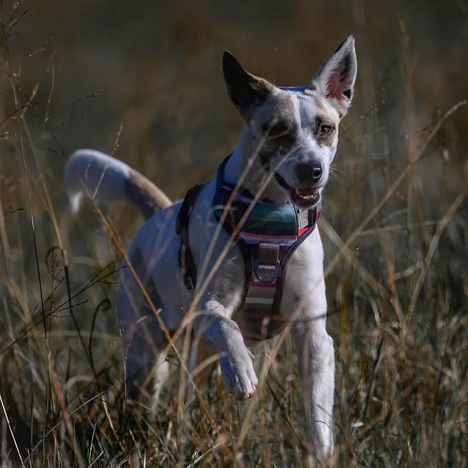Embark Adventure Large Dog Harness – No-Pull, Reflective Trim, Military-Grade Nylon, Front Clip with Gel-Lined Handle, Soft & Padded, Suitable for All Breeds