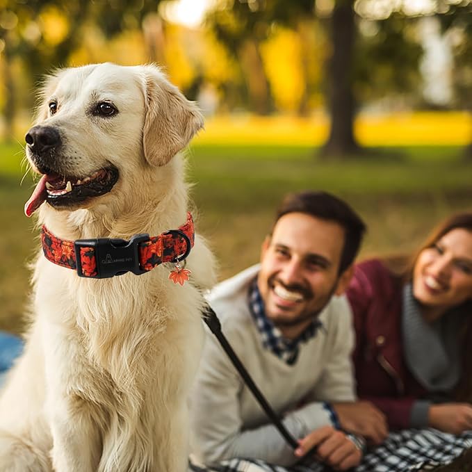 ARING PET Fall Dog Collar, Cute Autumn Orange Maple Leaf Pet Collars for Puppy Small Medium Large Girl Boy Dogs-M Size