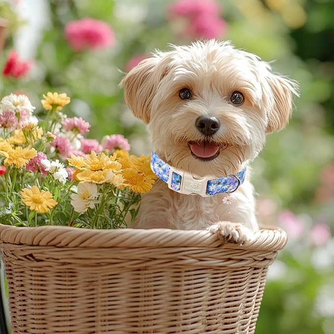 Floral Dog Collar for Large Dogs - Cute Spring Dog Collars, Soft Lightweight Bee & Daisy Puppy Collar, Breathable Adjustable Male Female Blue Wildflowers Dogs Collars XL
