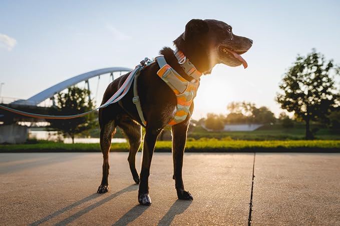Ruffwear, Front Range Dog Collar, Adjustable Tubelok Webbing, Lightweight, Side Release Buckle, Aluminum V-Ring, Durable for Everyday Use, Basalt Gray, 11"-14"