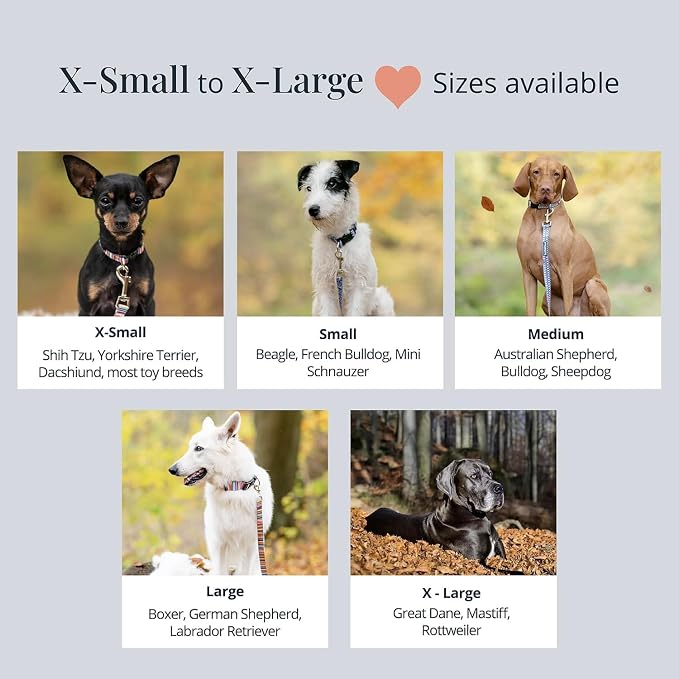 Lucky Love Dog - Easy Click Buckle Dog Collar with Leash Set Combo, Durable & Comfortable for Male & Female Dogs, Pet Collar for Small Dogs, Secure Fit - Fritz Combo, Small