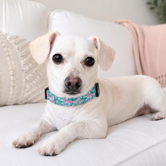 Lucky Love Dog - Adjustable Dog Collar with Easy Click Buckle for Small Ones, Durable, & Comfortable for Male & Female Dogs, Pet Collar for Puppies & Adult Dogs - Mariposa, XS