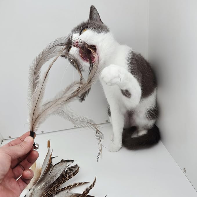 miwoowim Natural unstained Feathers,8PCS Cat Feather Toys Replacement Wand Toy Refills, Cat Feathers Refill for Indoor Cats,Perfect Wand Attachments