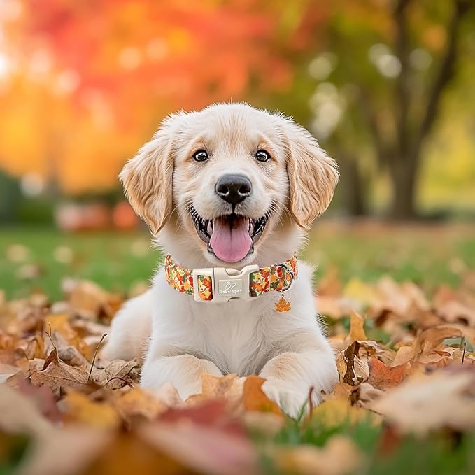 Fall Dog Collar Cute Autumn Leaves Puppy Collar - Light Comfortable Adjustable Pet Collars for Small Medium Large Girl Boy Dogs M
