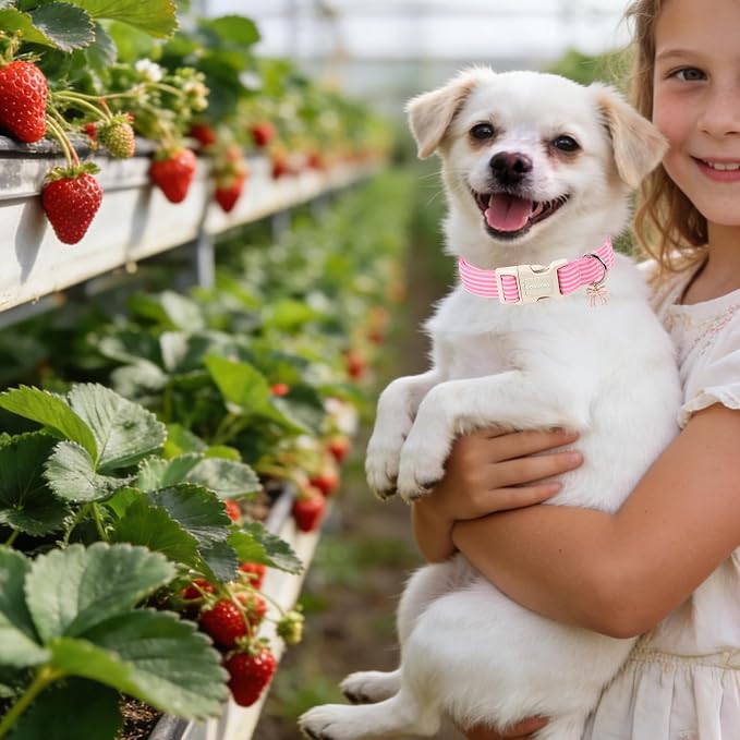 DOGWONG Pink Dog Collar, Pink Striped Dog Collar with Plastic Buckle, Summer Spring Cute Girl Female Dogs Collars for Medium Lrage Dogs, Neck 39-60 inches