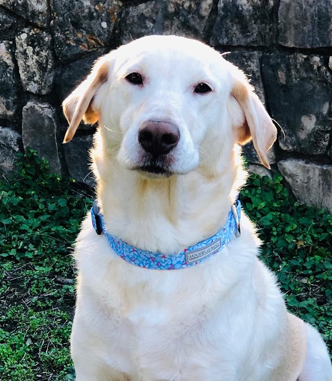 Lucky Love Dog Dog Collar, Leash Set Small, Premium, Cute and Adjustable Collars for Male and Female Dogs, Winterblue Combo, Extra Small