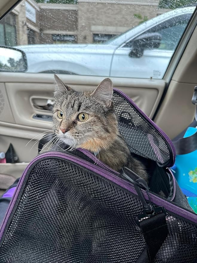 Soft Pet Carrier for Large and Medium Cats, 2 Kitties, Small Dogs. Easy to Get Cat in, Great for Cats that Don't Like Carriers (Black)