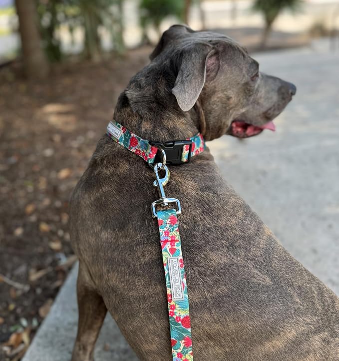 Lucky Love Dog - Easy Click Buckle Dog Collar with Leash Set Combo, Durable & Comfortable for Male & Female Dogs, Pet Collar for Medium Dogs, Secure Fit - Ginny Combo, Medium