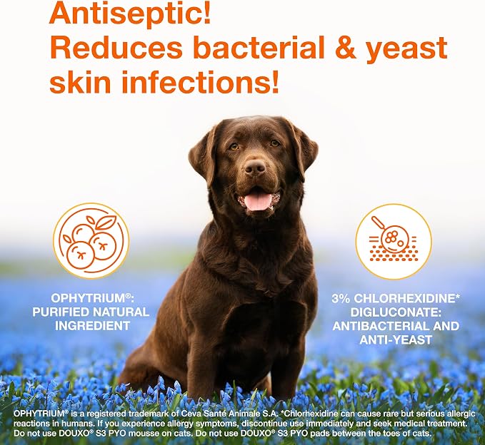 Douxo S3 PYO Medicated Dog Shampoo with 3% Chlorhexidine for Dogs – Antibacterial & Antiseptic Yeast Infection Treatment For Dogs & Cats, Clinically Proven, 6.7 fl oz