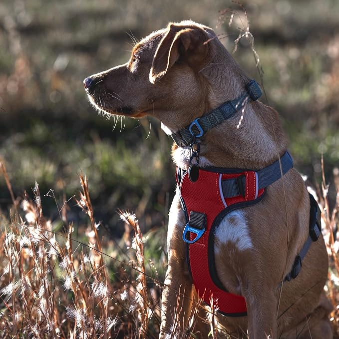 Embark Adventure Medium Dog Harness – No-Pull, Reflective Trim, Military-Grade Nylon, Front Clip with Gel-Lined Handle