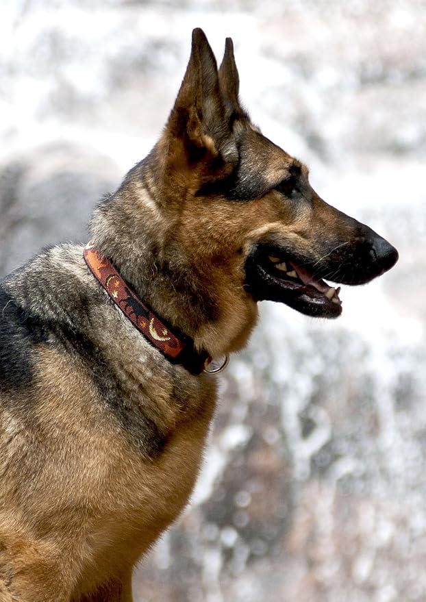 LupinePet Originals 1" Shadow Hunter 16-28" Adjustable Collar for Large Dogs