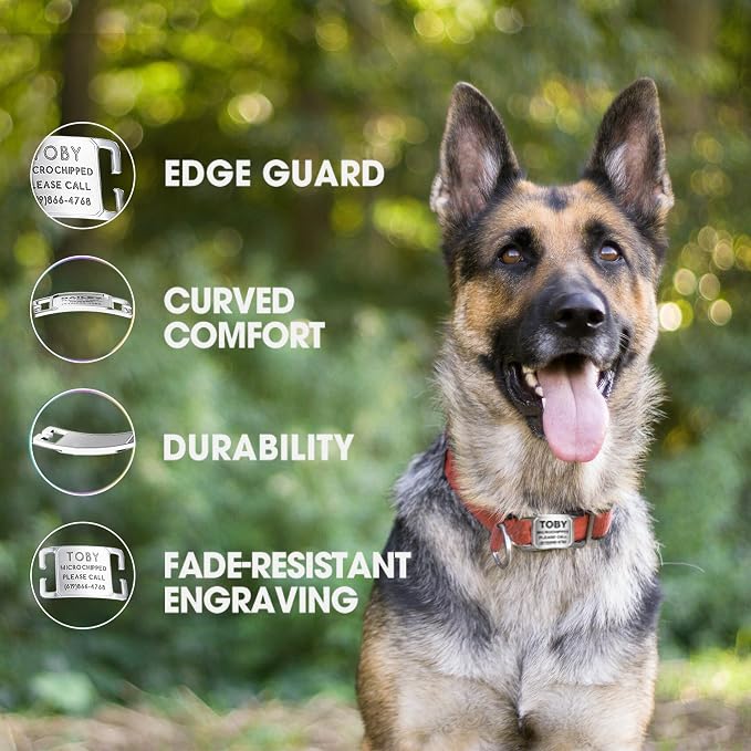 Rugged & Refined: Immovable Slide-On Pet ID Tag - Silent No-Noise Design - Deep Laser Engraved Horology-Grade Steel - Medium | PVD Gold