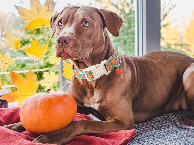 DOGWONG Fall Pumpkin Dog Collar- Cute Fall Holiday Dog Collars Adjustable Halloween Dog Collar for Small Medium Large Dogs S
