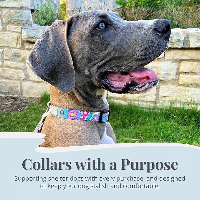 Lucky Love Dog Collars, Cute X-Small Dog Collars for Female Dogs, Part of Purchase Donated to Rescue, Caroline, Extra Small