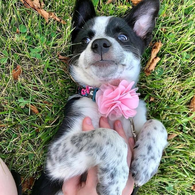 Blueberry Pet Made Well Elegant Floral Print Adjustable Dog Collar in Sleek Black with Pink Artificial Silk Flower, Medium, Neck 14.5"-20"