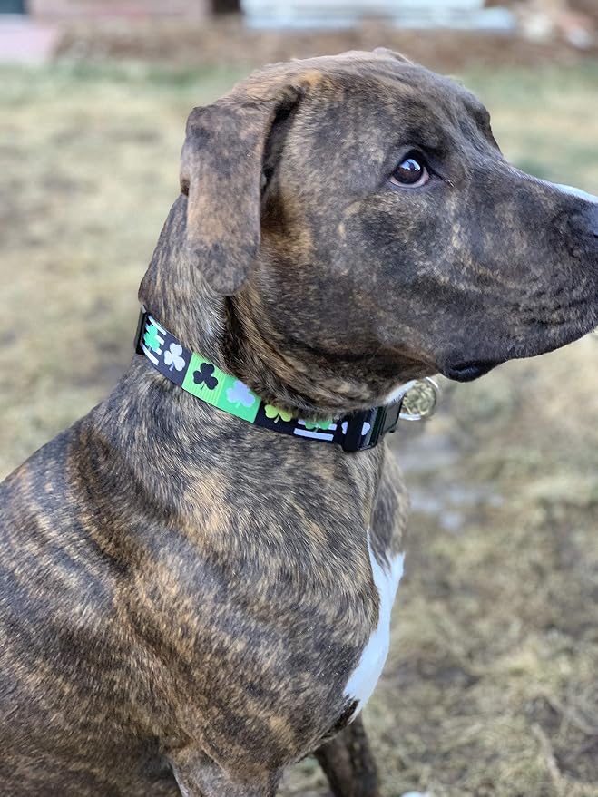 Native Pup St Patricks Dog Collar- Saint Patrick Green Shamrock Pet Collars- St. Patrick’s Lucky Irish- Cute Boy Girl Puppy Gift- Adjustable for Small, Medium, Large Breeds (Patterned Shamrock, Large)