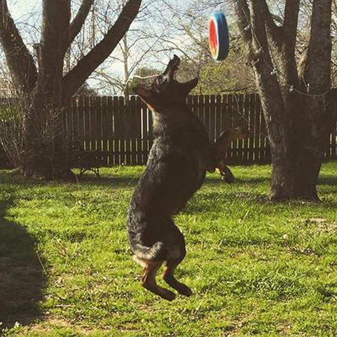 Chuckit! Fetch Wheel Outdoor Dog Toy, Large, For Large Breeds