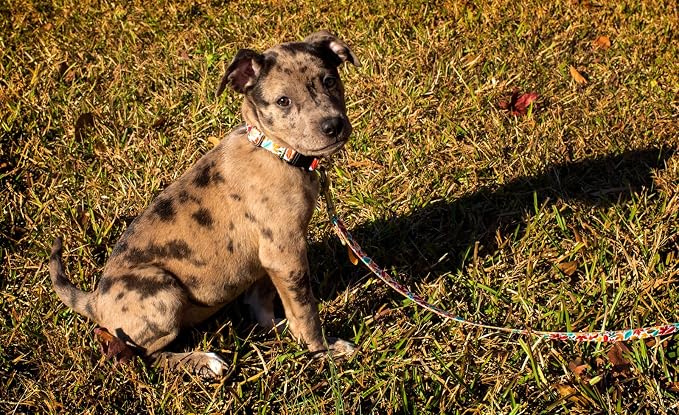 Country Brook Petz - Brisk Autumn Everyday Dog Collar - Made in The U.S.A. - Awesome Autumn Collection Featuring Designs You'll Fall for (1 Inch, Large)