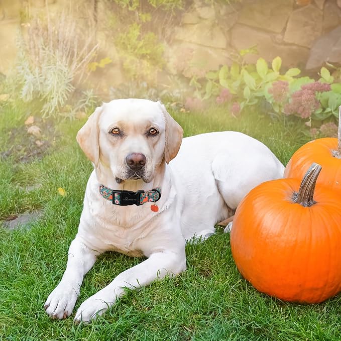 ARING PET Fall Dog Collars, Cute Autumn Pumpkin Maple Leaves Pet Collar with Quick Release Buckle for Small Medium Large Girl Boy Dogs-M Deep Color