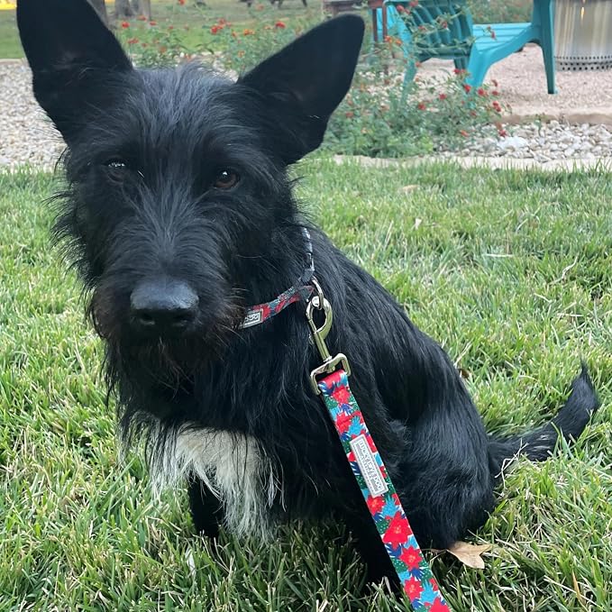Lucky Love Dog - Easy Click Noel Dog Collar with Leash Set Combo, Durable & Comfortable for Male & Female Dogs, Pet Collar for Medium Dogs, Secure Fit - Noel Combo, Medium