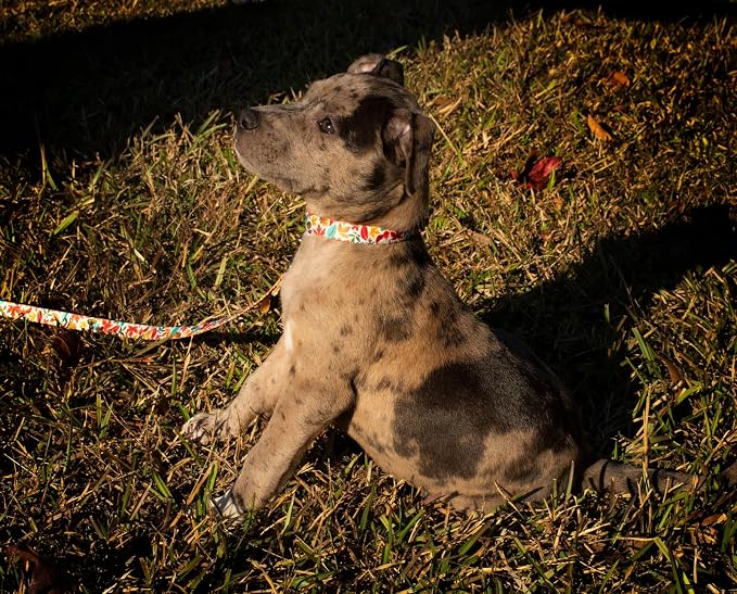 Country Brook Petz - Brisk Autumn Everyday Dog Collar - Made in The U.S.A. - Awesome Autumn Collection Featuring Designs You'll Fall for (1 Inch, Extra Large)