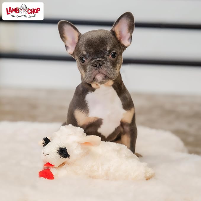 Multipet Lamb Chop Dog Plush Toy - Squeaky Toy for All Dogs - Extra Soft Plush - Stuffed Animal Dog Toy for Cuddling & Playing - Cute Pet Toy (6", Cream)