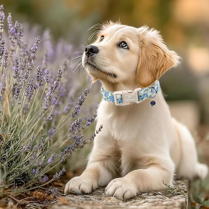 Blueberry Pattern Dog Collar, Cute Light Blue Spring Summer Puppy Collar - Soft Adjustable Designer Dog Collars for Small Medium Large Dogs S