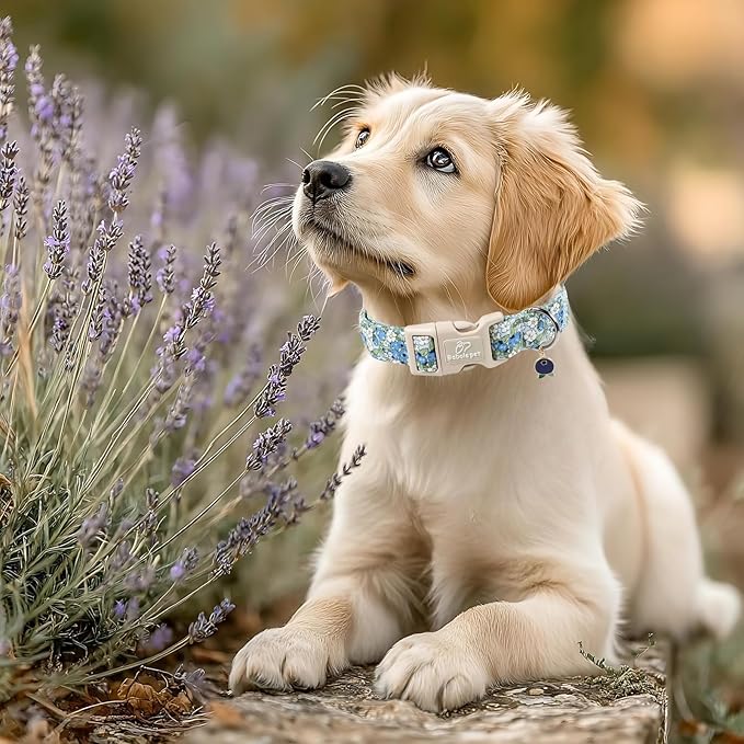 Blueberry Pattern Dog Collar, Cute Light Blue Spring Summer Puppy Collar - Soft Adjustable Designer Dog Collars for Small Medium Large Dogs L