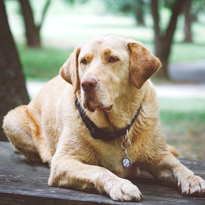 Baseball Personalized Pet ID Tag for Dogs and Cats, Silent Nametag, Small .875" Diameter