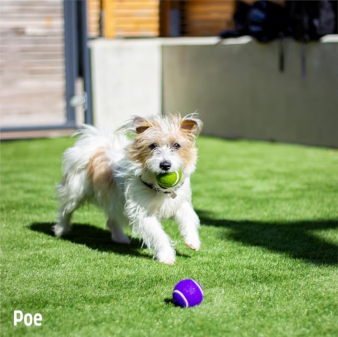 Rosewood Battersea Tennis Balls, Dog Toys, Blue & Green, 6.5cm x 6.5cm