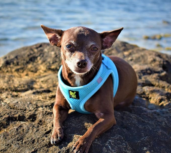 EcoBark Rapid Fastener Super Comfort Fully Adjustable Double Padded Step in Dog Harness (Extra Small, Sky Blue)