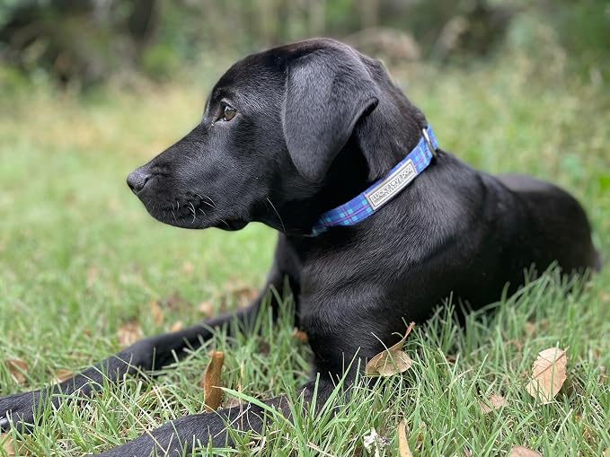 Lucky Love Dog - Adjustable Dog Collar with Easy Click Buckle for Large Dogs, Durable, & Comfortable for Male & Female Dogs, Pet Collar for Puppies & Adult Ones - Scotty, Large