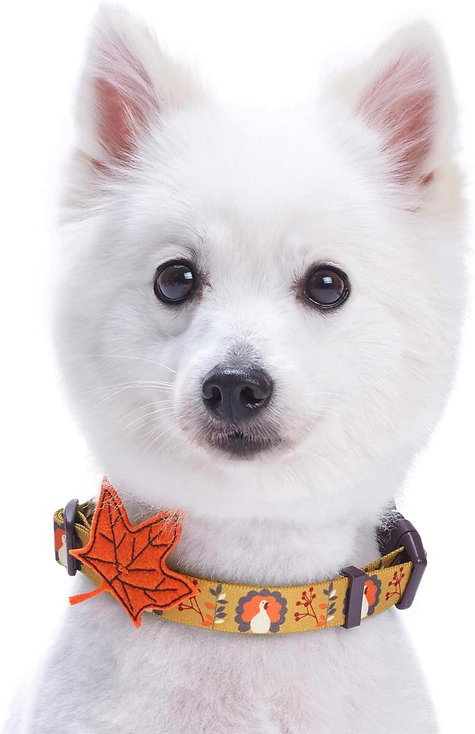 Blueberry Pet Thanksgiving Fall Festival Moonlit Turkey Designer Adjustable Dog Collar with Maple, Small, Neck 12"-16"