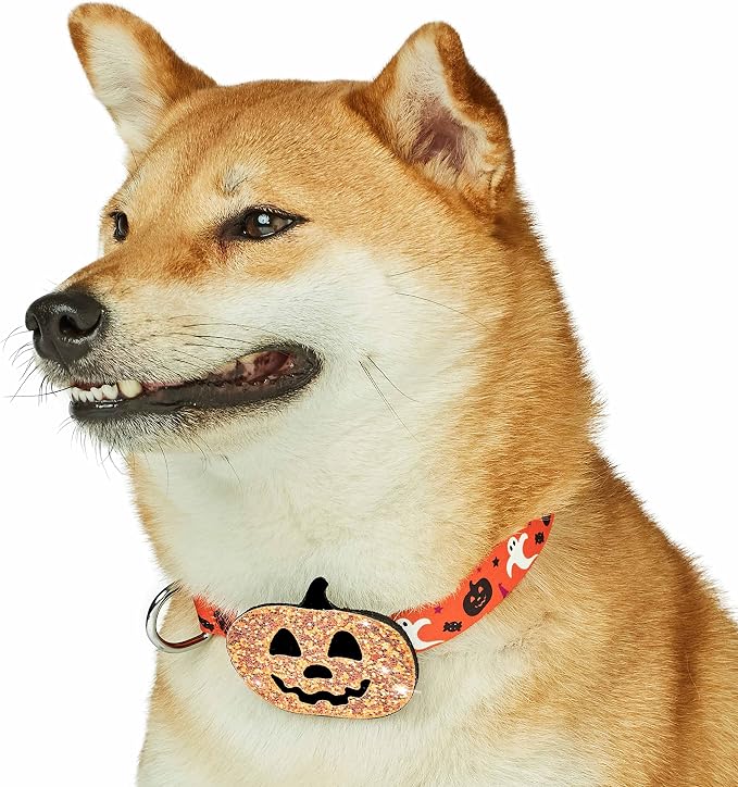 Blueberry Pet Halloween Party Adjustable Dog Collar with Detachable Pumpkin Accessory, Small, Neck 12"-16"