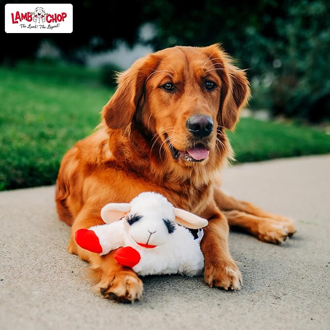 Multipet Lamb Chop Dog Plush Toy - Squeaky Toy for Small & Medium Dogs - Extra Soft Plush - Stuffed Animal for Cuddling & Playing (10", Cream, 5 Squeakers)