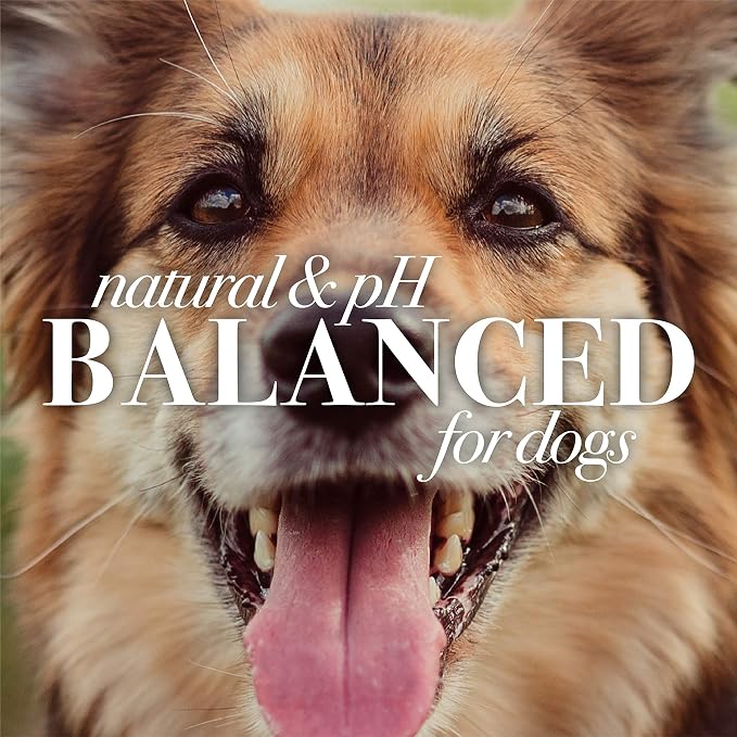 Burt's Bees for Dogs Natural Oatmeal Dog Shampoo | With Colloidal Oat Flour & Honey | Cruelty Free, Sulfate & Paraben Free, pH Balanced for Dogs - Made in USA, 16 Oz - Pack of 6