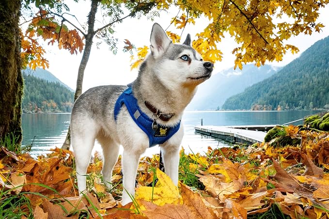 EcoBark Step in Dog Harness - Luxury Soft Mesh Harnesses for Dogs Under 26 lbs - Reflective, Comfortable & Secure Halter Pet Vest (Royal Blue, XL)